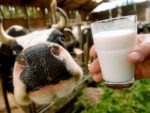 В Костромской области растут объемы производства молока