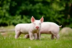 В Красносельском районе вновь африканская чума свиней
