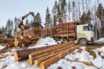 Доходы в бюджет за использование лесов выросли